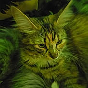 Wiwi joined the competition — help win amazing prizes! animal, cat, closeup, companion, cute, ears, face, feline, fluffy, fur, green_light, indoor, mammal, pet, relaxed, resting, sleepy, soft, tabby, whiskers