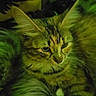 animal, cat, closeup, companion, cute, ears, face, feline, fluffy, fur, green_light, indoor, mammal, pet, relaxed, resting, sleepy, soft, tabby, whiskers