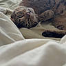 Marshy Mo joined the competition — help win amazing prizes! cat, tabby, bed, blanket, window, curtains, indoor, pet, feline, relaxed, lying_down, whiskers, paw, fur, sleepy, cozy, domestic_animal, soft_light, resting, cute