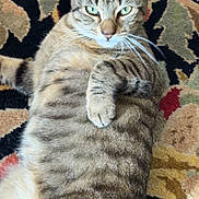 Marshy Mo joined the competition — help win amazing prizes! animal, carpet, cat, close_up, cute, domestic_cat, ears, feline, fur, green_eyes, indoor, lying_down, patterned_rug, pet, portrait, relaxed, resting, striped, tabby, whiskers