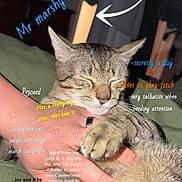 Marshy Mo is registered to the contest to win money with this photo: cat, tabby_cat, hand, pet, sleeping, indoor, green_blanket, feline, close_up, cute, relaxed, animal, paw, resting, domestic_cat, fur, person, background, text_overlay, annotation
