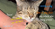Marshy Mo is registered to the contest to win money with this photo: animal, annotation, background, cat, close_up, cute, domestic_cat, feline, fur, green_blanket, hand, indoor, paw, person, pet, relaxed, resting, sleeping, tabby_cat, text_overlay