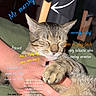 cat, tabby_cat, hand, pet, sleeping, indoor, green_blanket, feline, close_up, cute, relaxed, animal, paw, resting, domestic_cat, fur, person, background, text_overlay, annotation