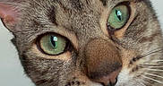 Marshy Mo joined the competition — help win amazing prizes! cat, tabby_cat, close_up, green_eyes, whiskers, curious, pet, feline, animal, portrait, mammal, domestic_cat, face, ears, fur, indoor, looking, head_tilt, cute, paw