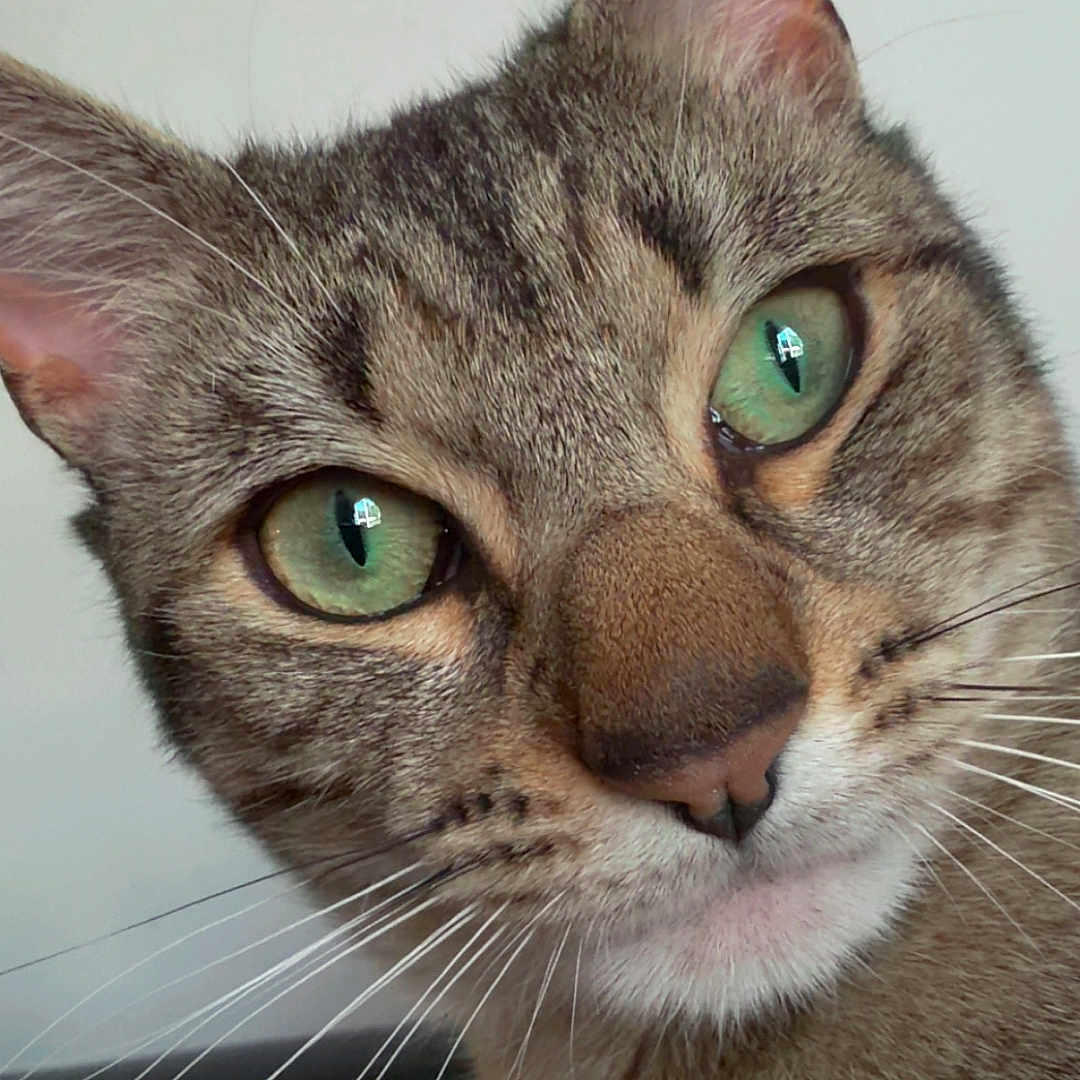 Marshy Mo joined the competition — help win amazing prizes! cat, tabby_cat, close_up, green_eyes, whiskers, curious, pet, feline, animal, portrait, mammal, domestic_cat, face, ears, fur, indoor, looking, head_tilt, cute, paw
