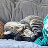 Marshy Mo is registered to the contest to win money with this photo: animal, blanket, cat, comfort, couch, cozy, cute, feline, fur, home, indoor, nap, paw, pet, pillow, relaxed, resting, sleeping, tabby, whiskers