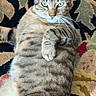 Marshy Mo is registered to the contest to win money with this photo: cat, tabby, feline, pet, animal, lying_down, carpet, patterned, whiskers, green_eyes, fur, indoor, cute, relaxed, paws, striped, closeup, portrait, domestic_cat, mammal