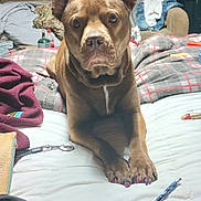 Bbee joined the competition — help win amazing prizes! dog, bed, nails, painted_nails, pencil, blanket, pill_bottle, couch, clutter, indoor, pet, animal, furniture, fabric, room, household_items, brown_dog, canine, nail_polish, resting