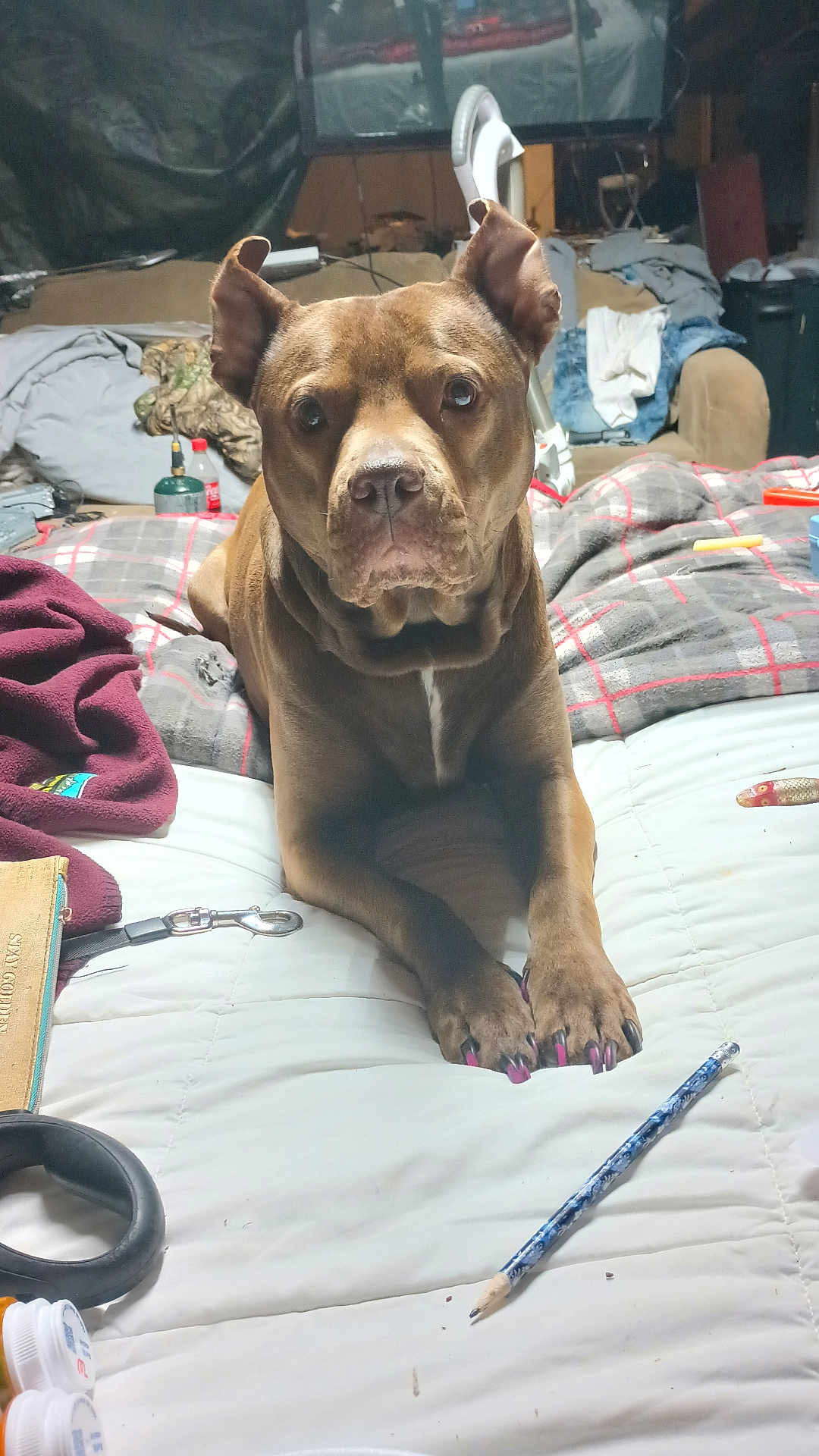 Bbee joined the competition — help win amazing prizes! dog, bed, nails, painted_nails, pencil, blanket, pill_bottle, couch, clutter, indoor, pet, animal, furniture, fabric, room, household_items, brown_dog, canine, nail_polish, resting