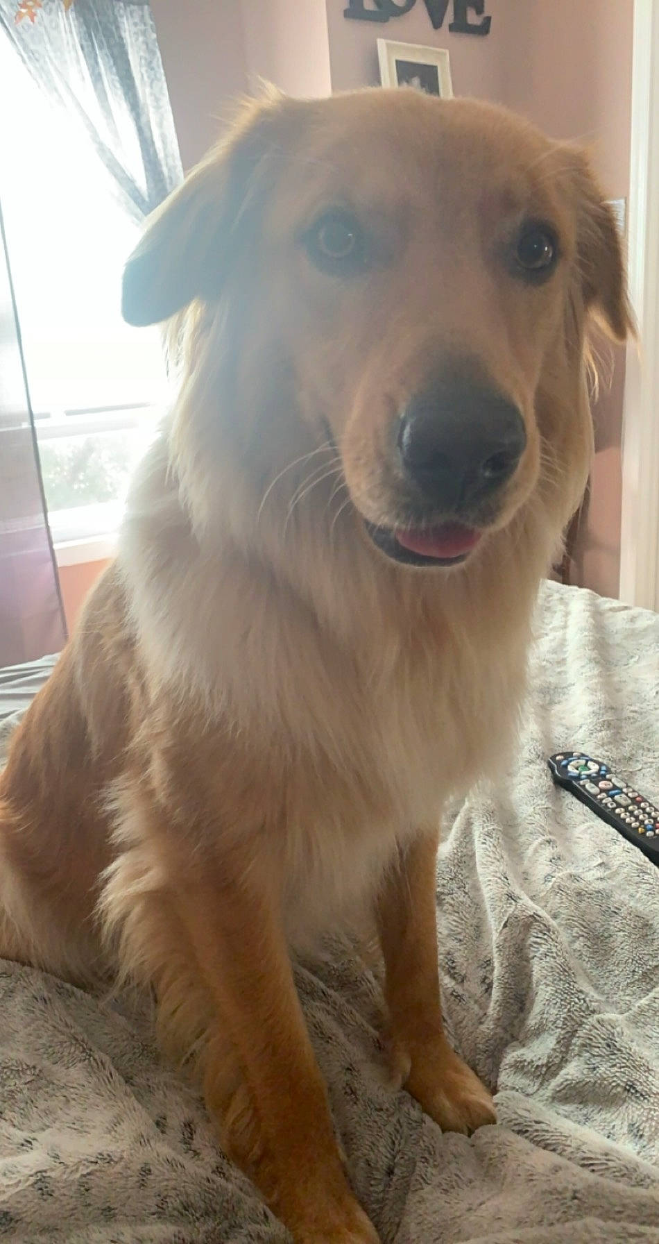 Gracie joined the competition — help win amazing prizes! beige, brown, canidae, carnivore, collar, companion_dog, dog, dog_breed, fawn, fur, liver, retriever, skin, snout, sporting_group, tan, tongue, vertebrate, whiskers, working_animal