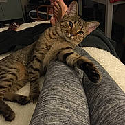 Ajay is registered to the contest to win money with this photo: blanket, cat, chair, cozy, curious, domestic_cat, fur, furniture, grey_leggings, home, indoor, legs, looking, paws, pet, relaxing, resting, striped, tabby_cat, table