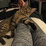 blanket, cat, chair, cozy, curious, domestic_cat, fur, furniture, grey_leggings, home, indoor, legs, looking, paws, pet, relaxing, resting, striped, tabby_cat, table