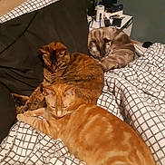 Elvis participe au concours pour gagner de l'argent avec cette photo : bed, blanket, calico_cat, cat, cats, cozy, cute, domestic_animal, feline, fur, indoor, orange_cat, pet, pillow, relaxing, resting, sleeping, striped_cat, tabby_cat, whiskers