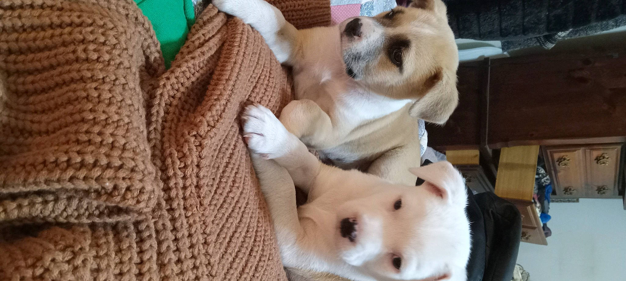 Dj is registered to the contest to win money with this photo: canidae, carnivore, comfort, companion_dog, dog, dog_breed, fawn, fur, non_sporting_group, paw, puppy_love, snout, sporting_group, tail, whiskers, wool, woolen, working_animal, woven_fabric