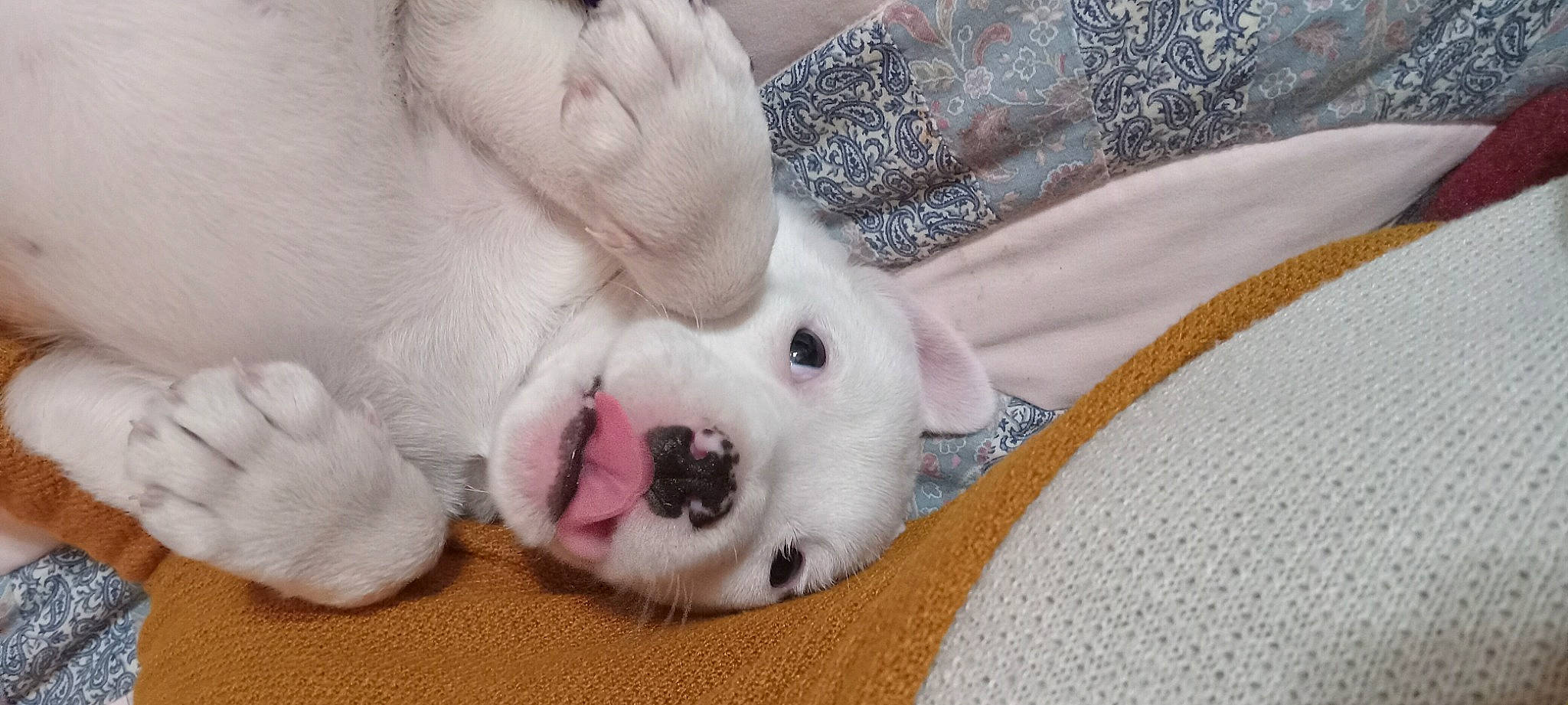 Dj is registered to the contest to win money with this photo: canidae, carnivore, comfort, companion_dog, dog, dog_breed, ear, fawn, felidae, foot, fur, linens, pattern, paw, puppy, snout, sporting_group, terrestrial_animal, whiskers, working_animal