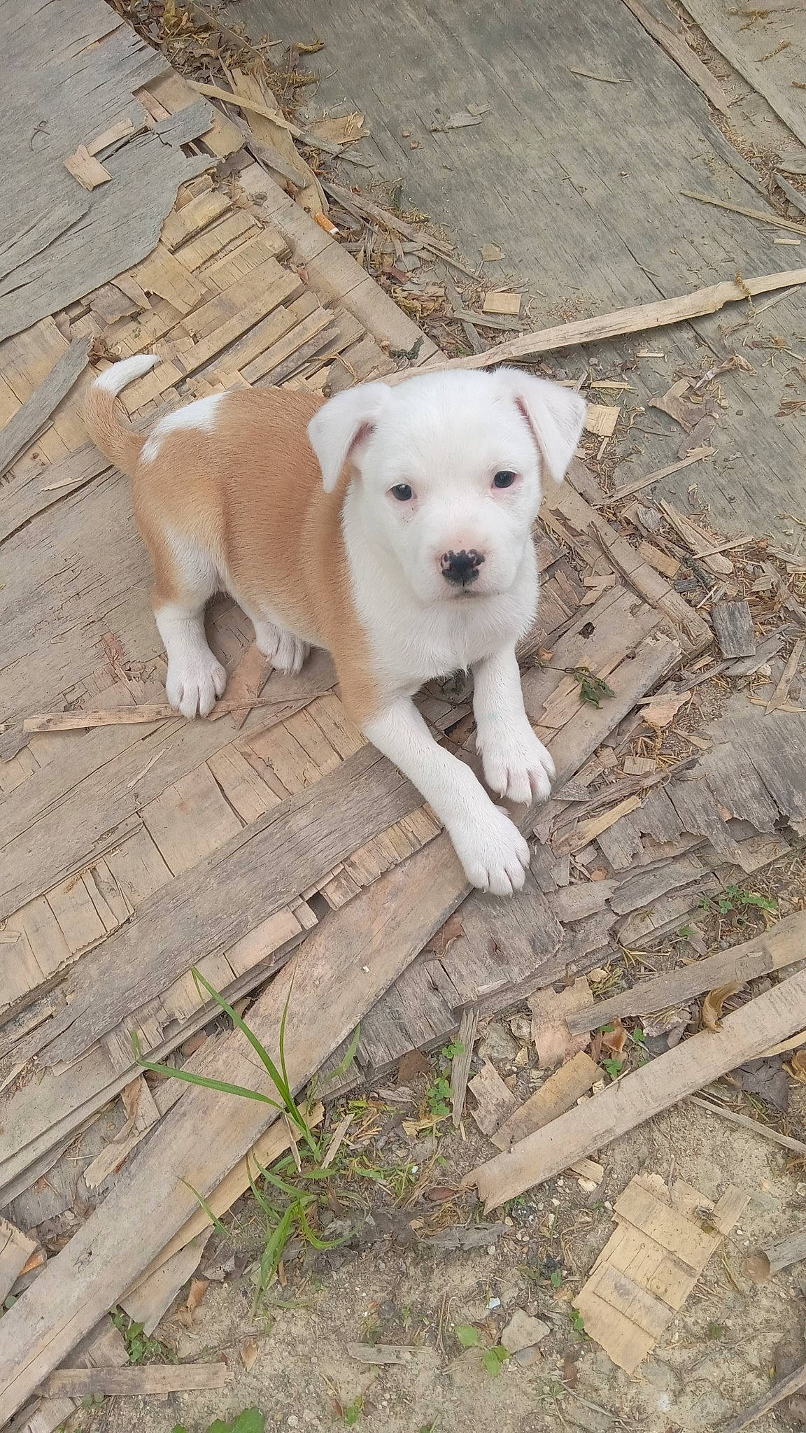 Dj is registered to the contest to win money with this photo: canidae, carnivore, collar, companion_dog, cordoba_fighting_dog, dog, dog_breed, dog_collar, fawn, leash, non_sporting_group, pet_supply, snout, sporting_group, tail, terrestrial_animal, wood, working_animal