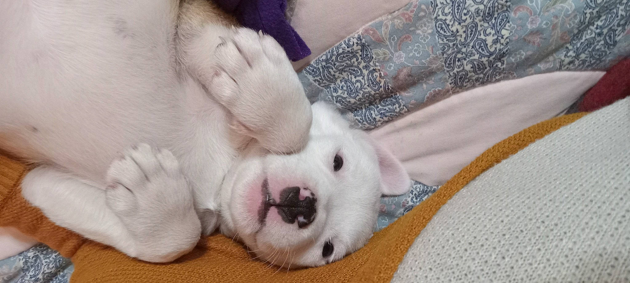 Dj joined the competition — help win amazing prizes! canidae, carnivore, comfort, companion_dog, dog, dog_breed, ear, fawn, foot, fur, linens, non_sporting_group, pattern, paw, snout, sporting_group, tail, terrestrial_animal, whiskers, working_animal