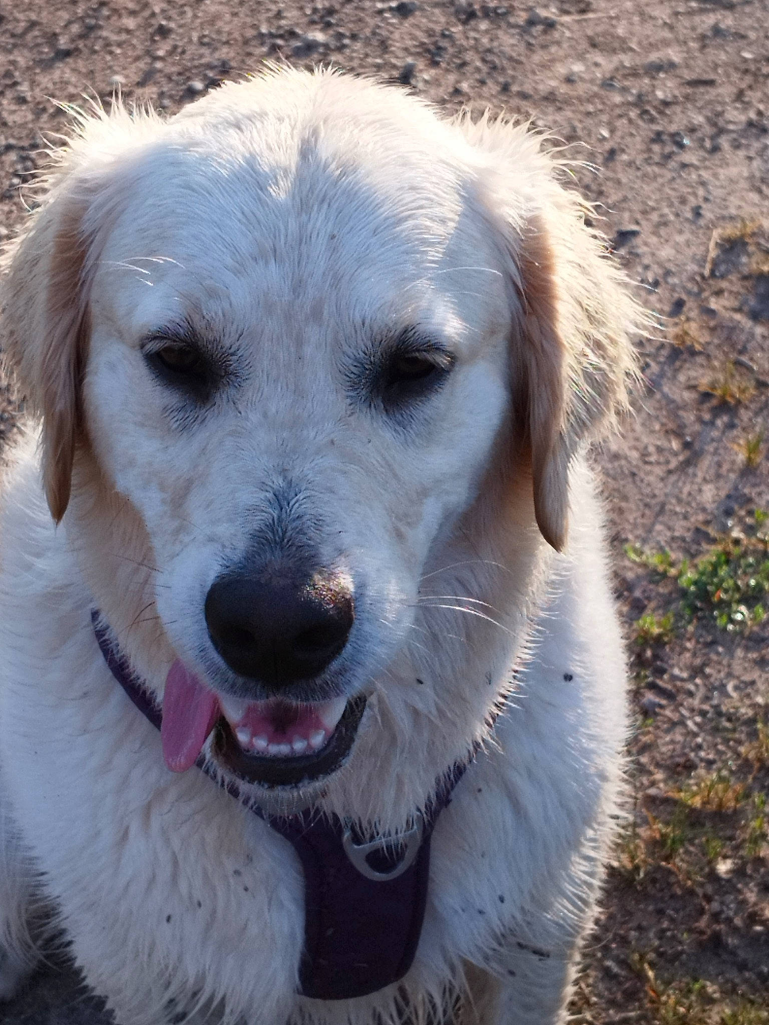 Tikki participe au concours pour gagner de l'argent avec cette photo : canidae, carnivore, companion_dog, dog, dog_breed, eye, fur, grass, gun_dog, livestock_guardian_dog, plant, puppy, snout, sporting_group, terrestrial_animal, tree, whiskers, working_dog