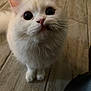 Chloe is registered to the contest to win money with this photo: cat, white_cat, fluffy, close_up, indoor, floor, wooden_floor, curious, pet, animal, whiskers, ears, cute, looking_up, feline, domestic_cat, mammal, small_animal, fur, portrait