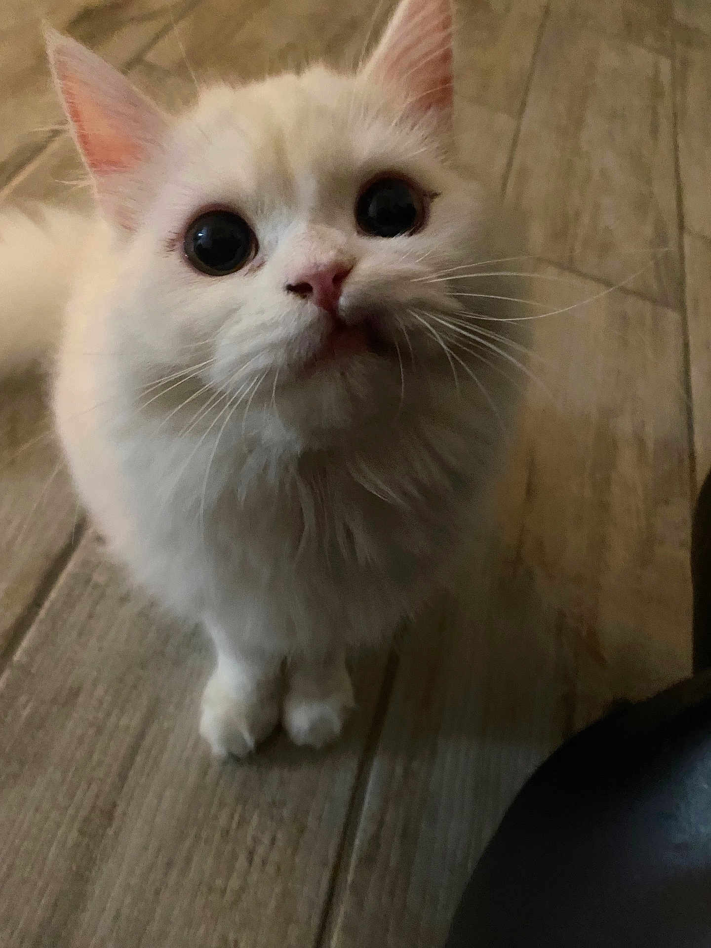 Chloe