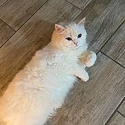 Chloe is registered to the contest to win money with this photo: cat, white_cat, fluffy, pet, animal, lying_down, floor, wooden_floor, indoor, cute, feline, domestic_cat, fur, relaxed, paws, looking, eyes, whiskers, small, mammal