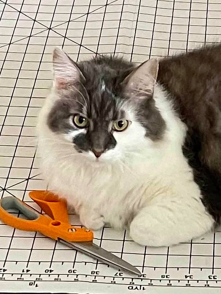 Versace joined the competition — help win amazing prizes! animal_shelter, box, carnivore, cat, cat_supply, domestic_short_haired_cat, felidae, flooring, fur, paper_product, paw, pet_supply, photo_caption, rectangle, small_to_medium_sized_cats, snout, tail, whiskers