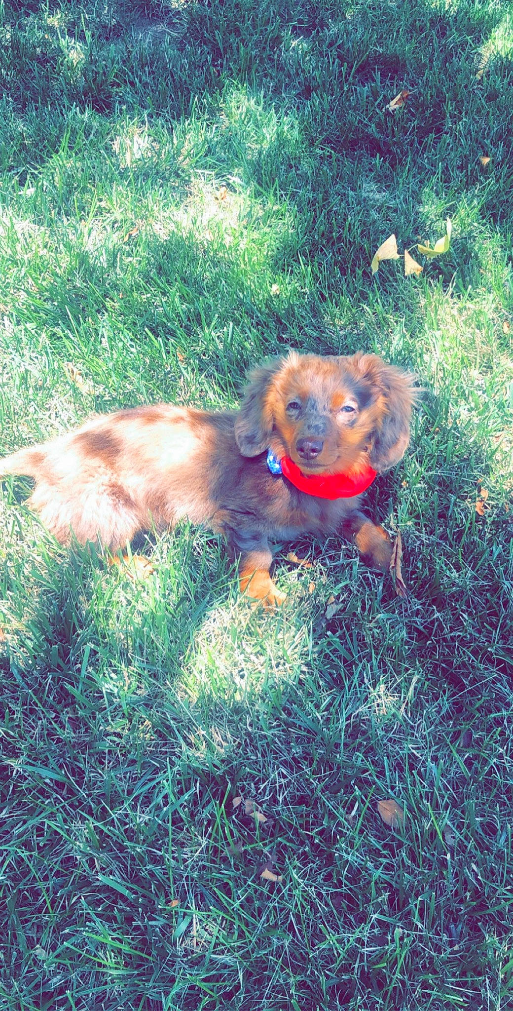 Chewy joined the competition — help win amazing prizes! canidae, carnivore, cocker_spaniel, companion_dog, dachshund, dog, dog_breed, fawn, grass, hound, liver, rare_breed_dog, spaniel, sporting_group