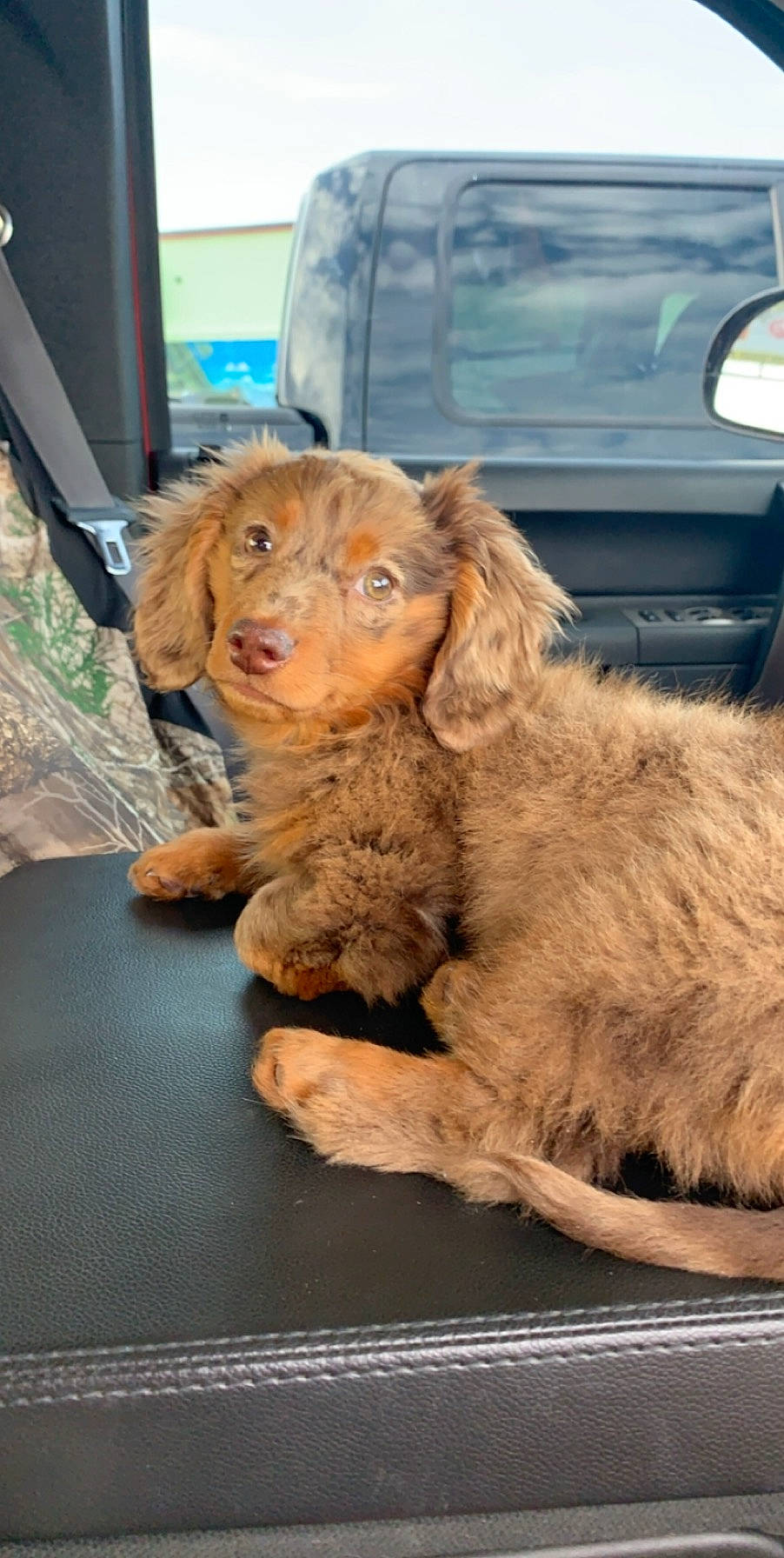 Chewy is registered to the contest to win money with this photo: american_cocker_spaniel, basset_fauve_de_bretagne, canidae, carnivore, cavapoo, cockapoo, cocker_spaniel, companion_dog, dog, dog_breed, fawn, goldendoodle, labradoodle, poodle_crossbreed, puppy, spaniel, sporting_group