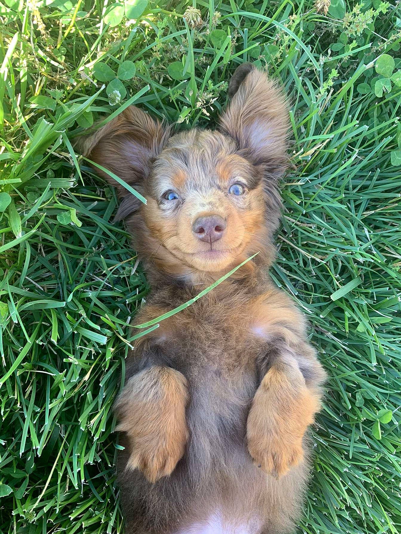 Chewy joined the competition — help win amazing prizes! canidae, carnivore, companion_dog, dog, dog_breed, fawn, mammal, puppy, russkiy_toy, sporting_group, terrier, vertebrate