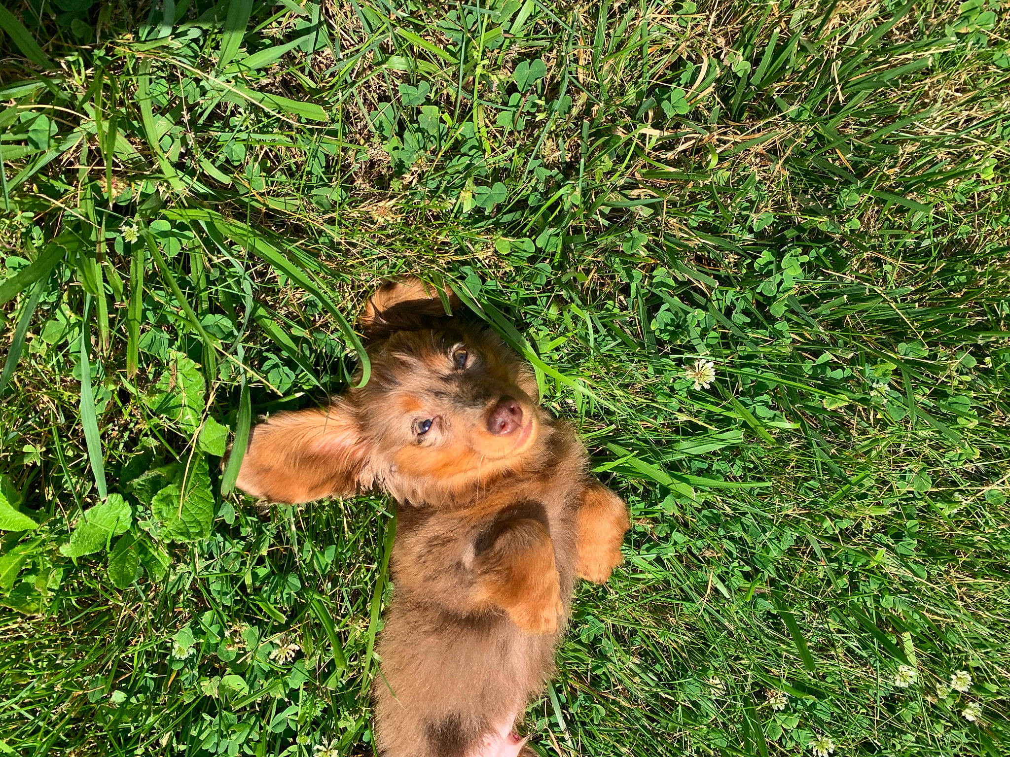Chewy joined the competition — help win amazing prizes! airedale_terrier, canidae, carnivore, dog, dog_breed, fawn, grass, plant, puppy, sporting_group, terrier, welsh_terrier