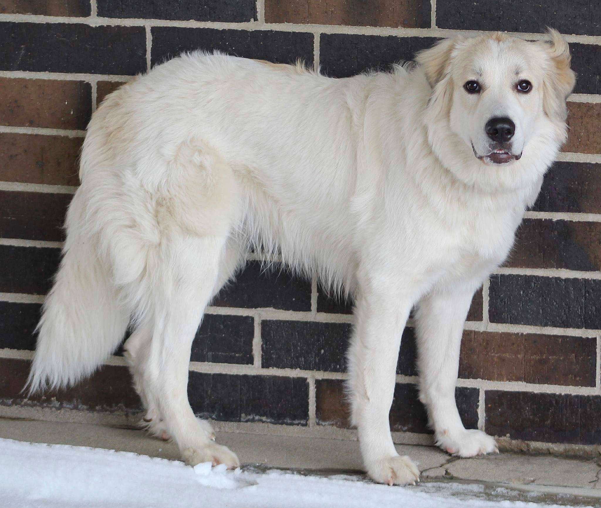 Mya is registered to the contest to win money with this photo: ancient_dog_breeds, brick, brickwork, canidae, carnivore, companion_dog, dog, dog_breed, fawn, fur, great_pyrenees, liquid, livestock_guardian_dog, polish_tatra_sheepdog, snout, sporting_group, tail, terrestrial_animal, working_animal, working_dog