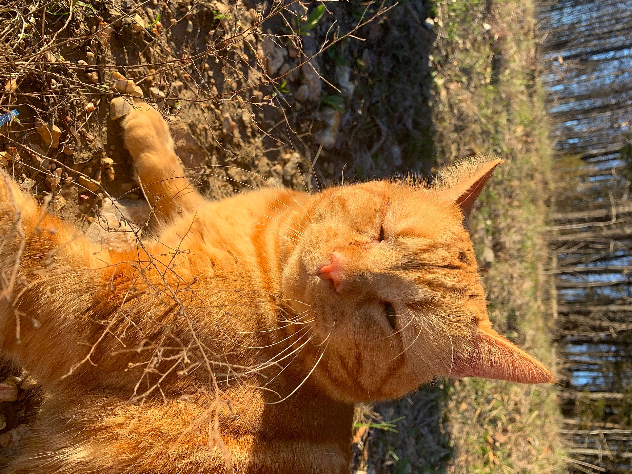 Jack is registered to the contest to win money with this photo: carnivore, cat, domestic_short_haired_cat, eye, fawn, felidae, fur, grass, mammal, plant, small_to_medium_sized_cats, snout, tail, terrestrial_animal, tree, trunk, vertebrate, whiskers, window, wood