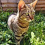 alert, animal, cat, closeup, curious, daylight, domestic_cat, ears, fence, fur, grass, greenery, mammal, nature, outdoor, pet, portrait, sunlight, tabby, whiskers