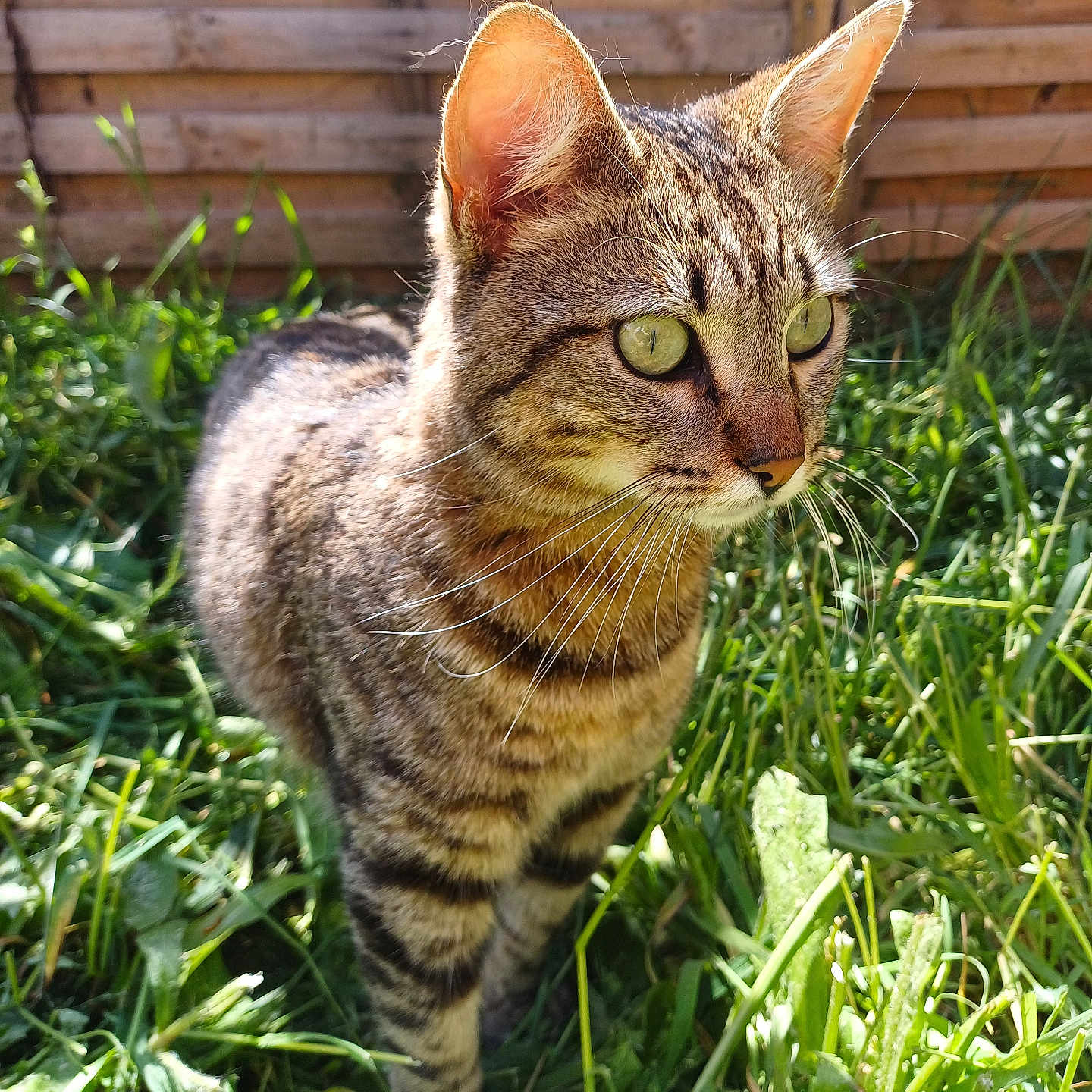 Caramel participe au concours pour gagner de l'argent avec cette photo : alert, animal, cat, closeup, curious, daylight, domestic_cat, ears, fence, fur, grass, greenery, mammal, nature, outdoor, pet, portrait, sunlight, tabby, whiskers