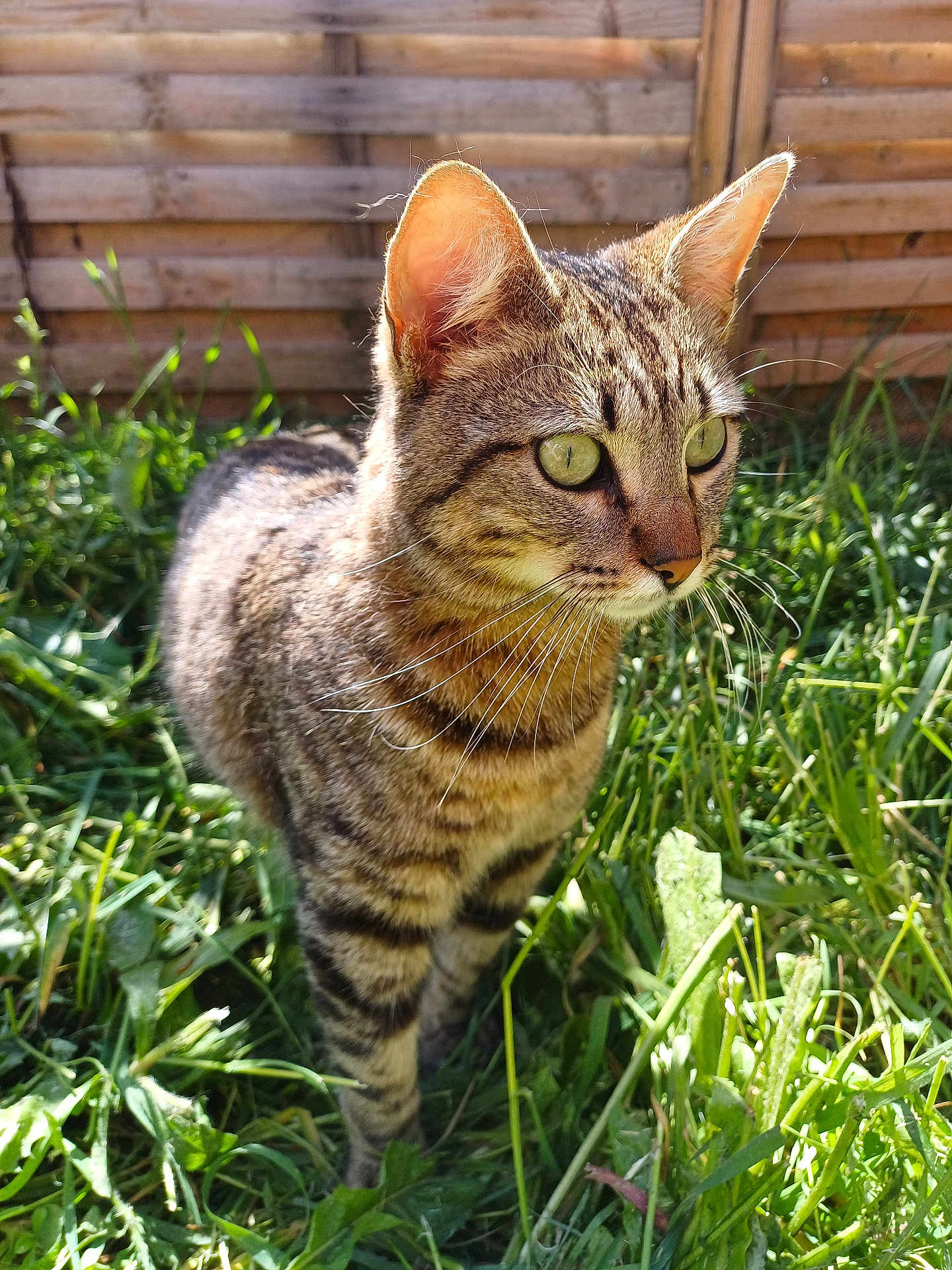 Caramel