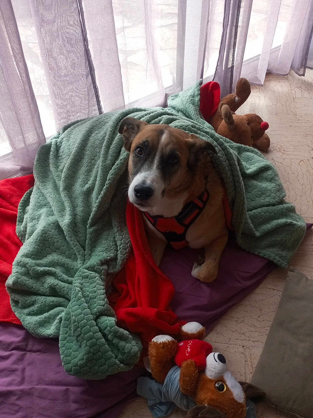 Gina participe au concours pour gagner de l'argent avec cette photo : dog, blanket, purple_cushion, red_blanket, stuffed_toy, reindeer_toy, indoor, curtains, floor, pet, brown_dog, comfort, cozy, resting, looking_up, soft_toys, home, relaxation, furniture, window