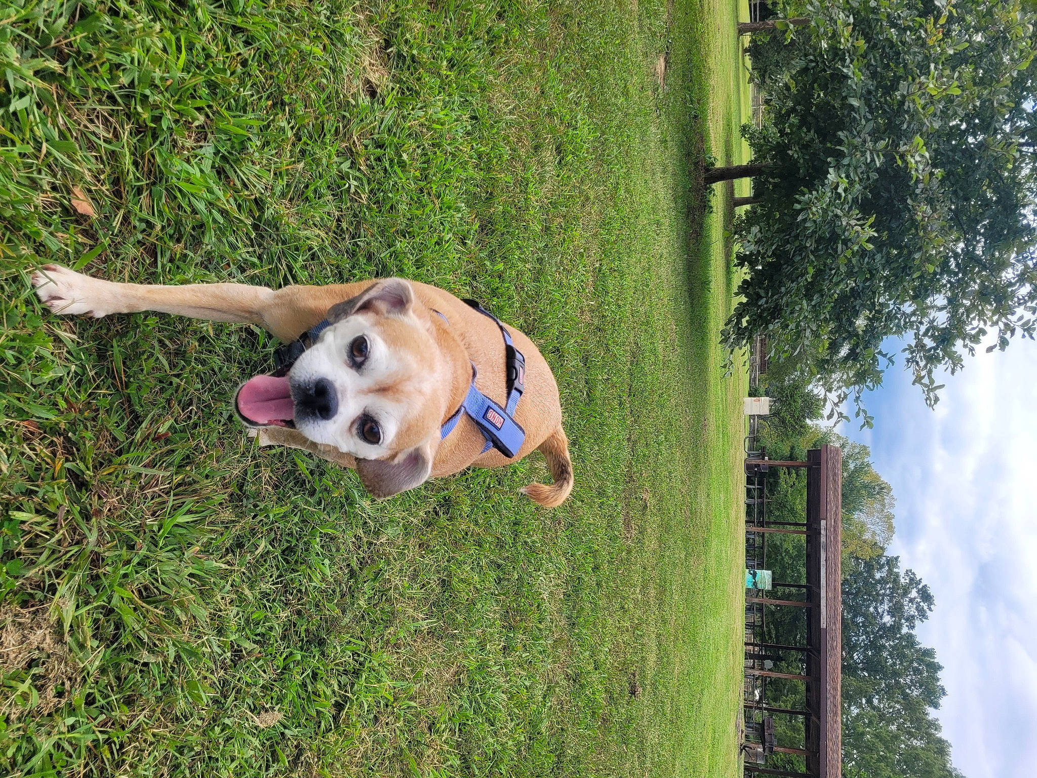 Elsa is registered to the contest to win money with this photo: ball, canidae, carnivore, cloud, companion_dog, dog, dog_breed, dog_supply, fawn, grass, leisure, pet_supply, plant, retriever, sky, snout, sporting_group, toy, tree, working_animal