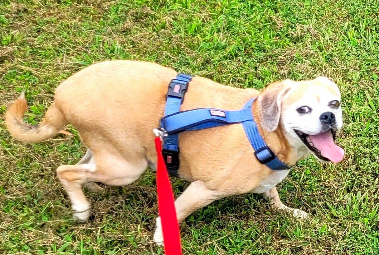 Elsa is registered to the contest to win money with this photo: canidae, carnivore, collar, companion_dog, dog, dog_breed, dog_clothes, dog_collar, dog_supply, fashion_accessory, fawn, grass, gun_dog, leash, pet_supply, plant, snout, sporting_group, tail, working_animal