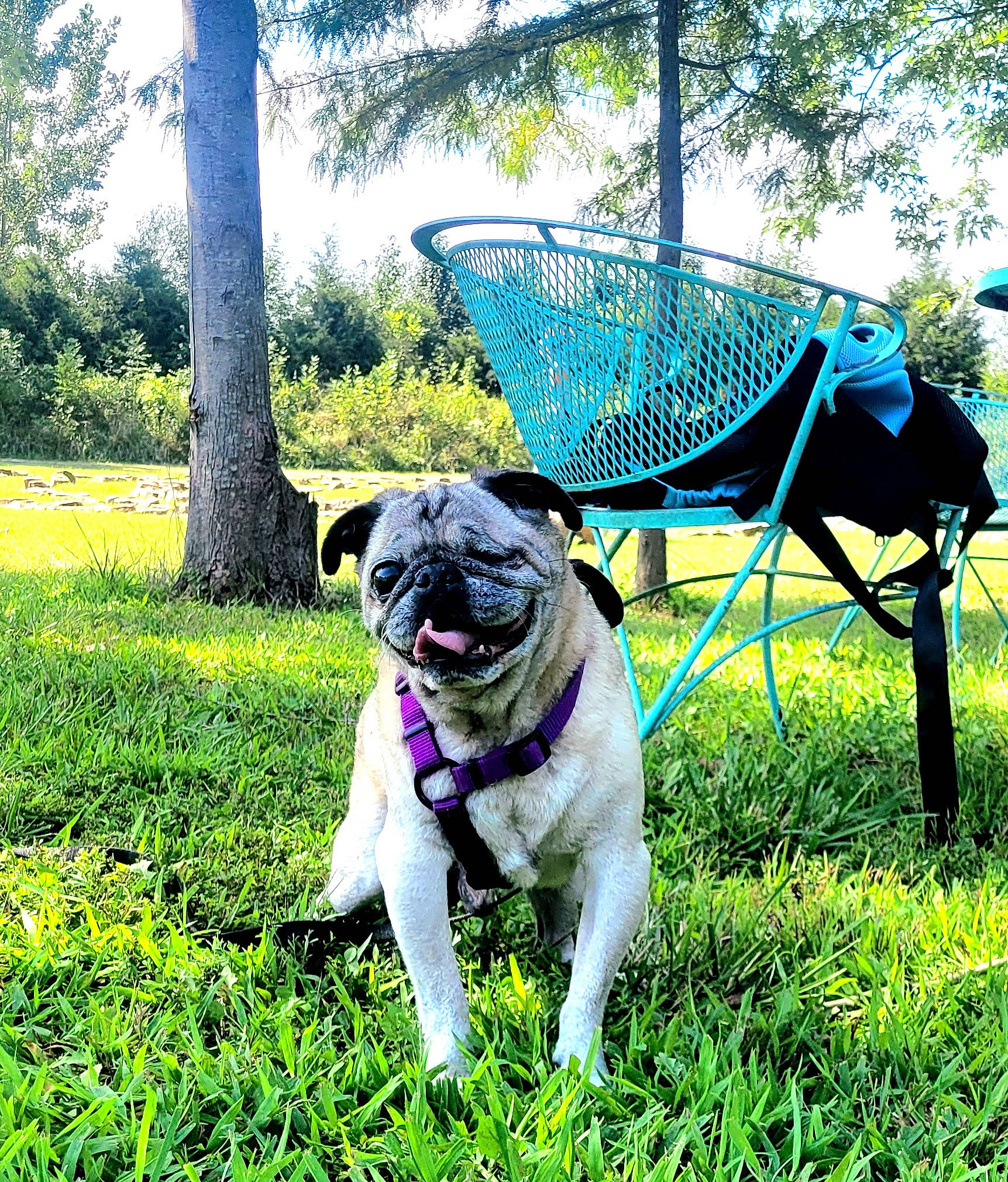 Cubby is registered to the contest to win money with this photo: carnivore, chair, companion_dog, dog, dog_breed, fawn, garden, garden_hose, grass, groundcover, lawn, outdoor_furniture, plant, pug, shade, shrub, sky, sporting_group, tree, working_animal
