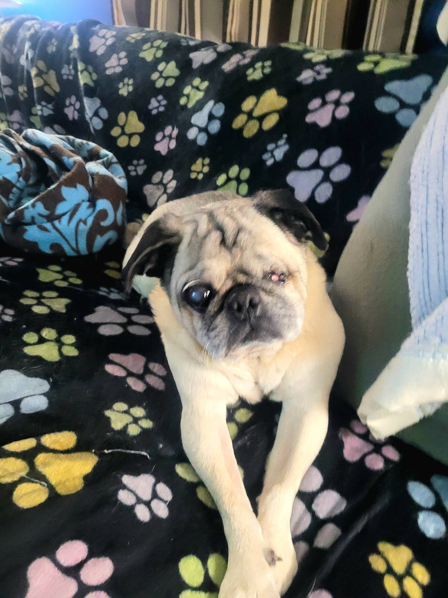 Cubby joined the competition — help win amazing prizes! canidae, carnivore, comfort, companion_dog, couch, dog, dog_breed, dog_supply, fawn, linens, non_sporting_group, pattern, plant, pug, snout, sporting_group, toy_dog, tree, working_animal, wrinkle