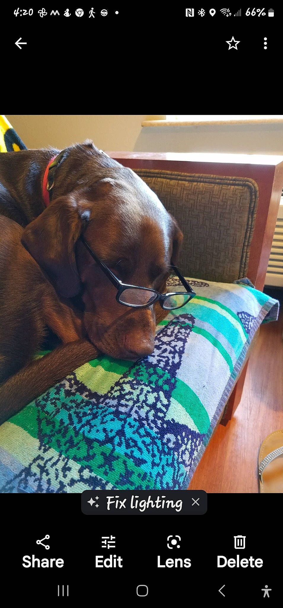 Ranger joined the competition — help win amazing prizes! audio_equipment, bedding, bedtime, book, comfort, companion_dog, eyewear, glasses, linens, nap, reading, room, selfie, sitting, sleep, square, vision_care, whiskers, working_animal, wrinkle