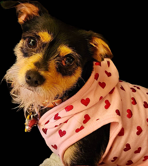 Bella is registered to the contest to win money with this photo: canidae, carnivore, collar, companion_dog, dog, dog_breed, dog_collar, dog_supply, fashion_accessory, fawn, fur, pattern, pet_supply, sleeve, snout, sporting_group, terrestrial_animal, whiskers, working_animal