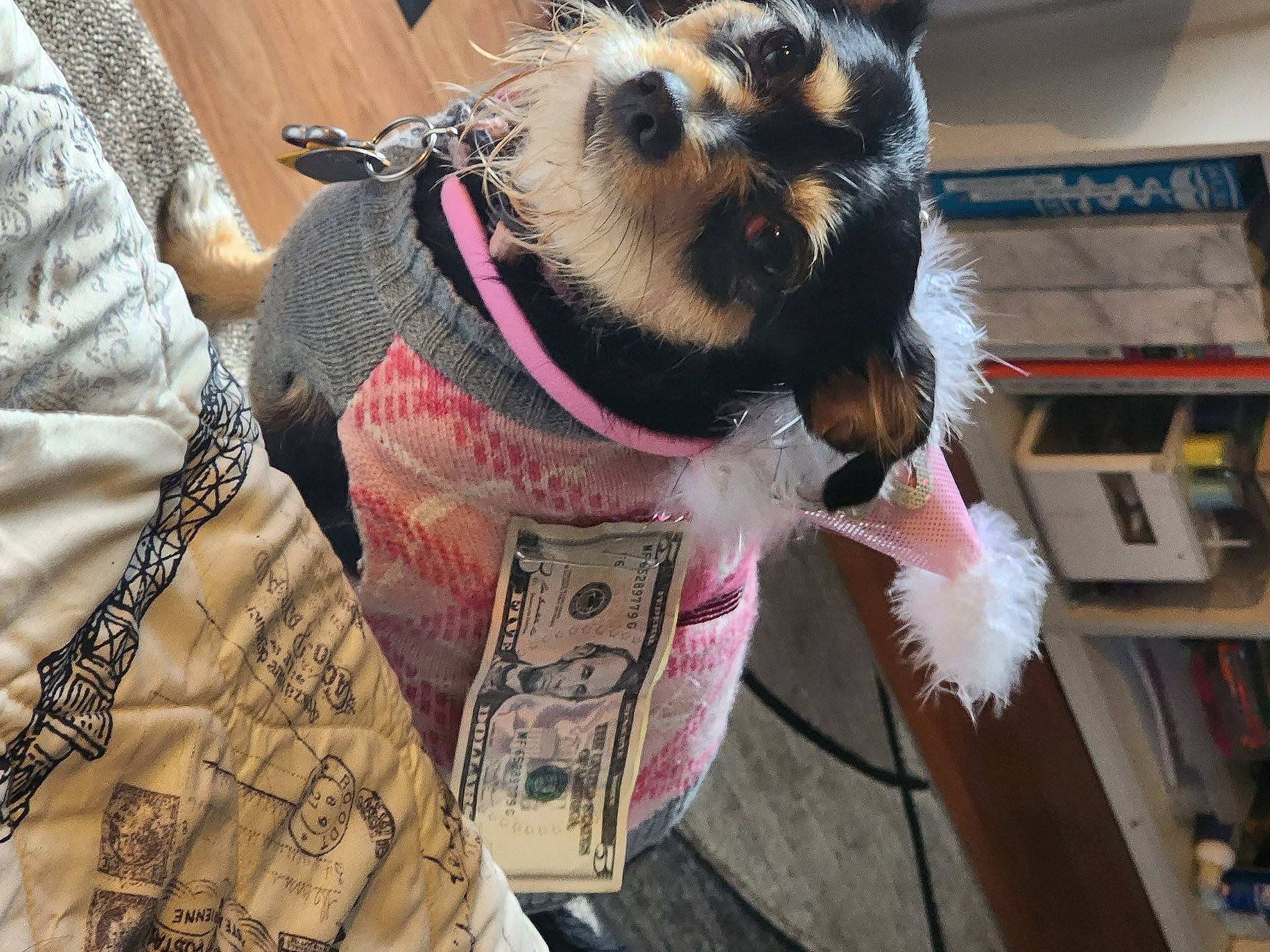 Bella is registered to the contest to win money with this photo: carnivore, collar, companion_dog, dog, dog_breed, dog_clothes, dog_supply, eyewear, fawn, felidae, fur, pet_supply, shelf, sleeve, snout, sporting_group, standard_schnauzer, toy_dog, whiskers, working_animal