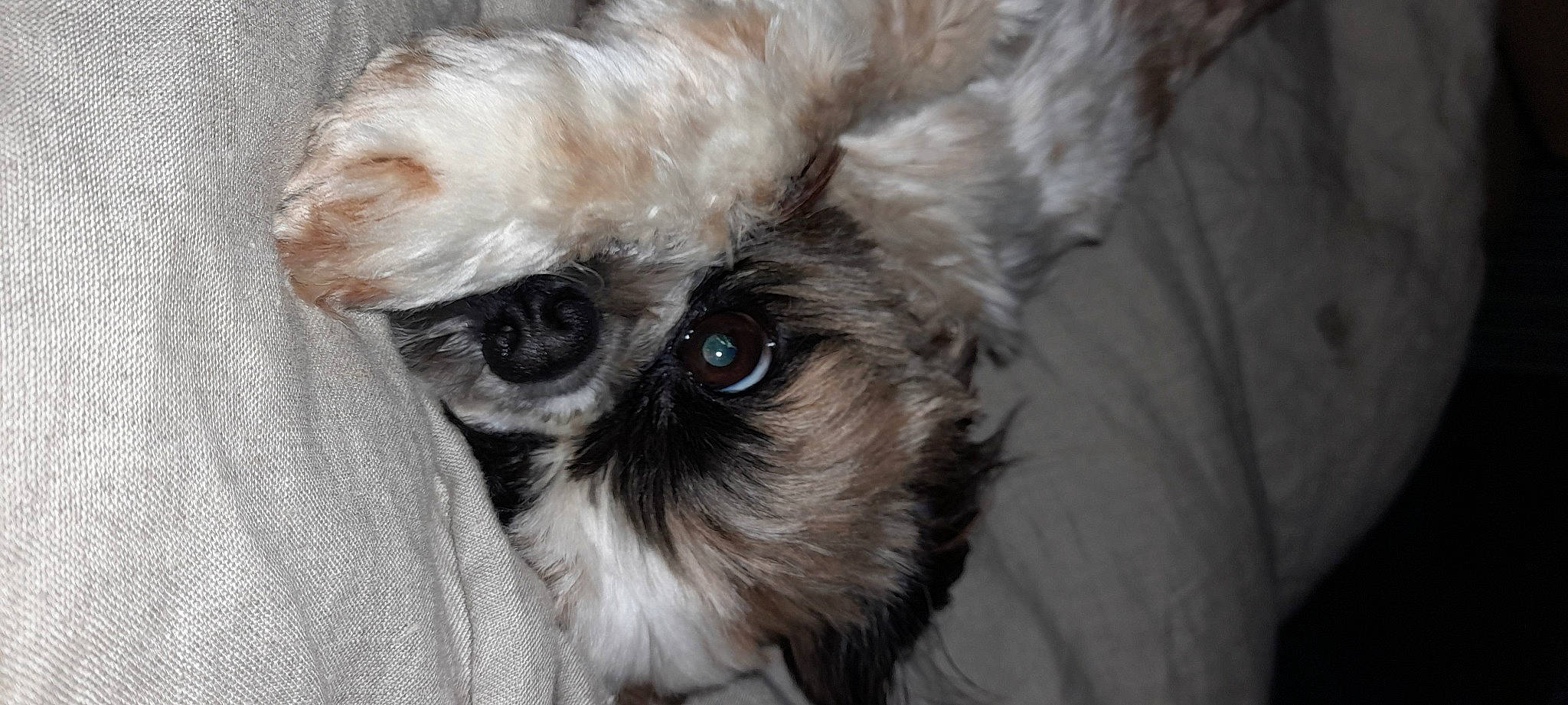 Parker a rejoint le concours — aidez-le/la à gagner de superbes lots ! canidae, carnivore, close_up, companion_dog, couch, dog, dog_breed, dog_supply, ear, fawn, fur, liver, pet_supply, small_terrier, snout, sporting_group, terrier, toy_dog, whiskers, working_animal