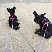 Isabelle Amp Brooklyn is registered to the contest to win money with this photo: