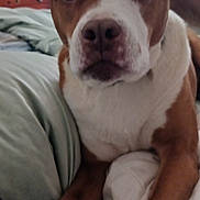 Hazel joined the competition — help win amazing prizes! animal, bed, brown, canine, close_up, companion, cute, dog, domestic, face, friendly, fur, household, indoor, looking, paw, pet, portrait, resting, white