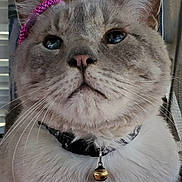 Jasper is registered to the contest to win money with this photo: cat, close_up, pet, animal, feline, collar, bell, whiskers, fur, ears, pink_accessory, indoor, portrait, cute, domestic_cat, face, expression, looking_up, nose, eyes