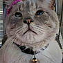 cat, close_up, pet, animal, feline, collar, bell, whiskers, fur, ears, pink_accessory, indoor, portrait, cute, domestic_cat, face, expression, looking_up, nose, eyes