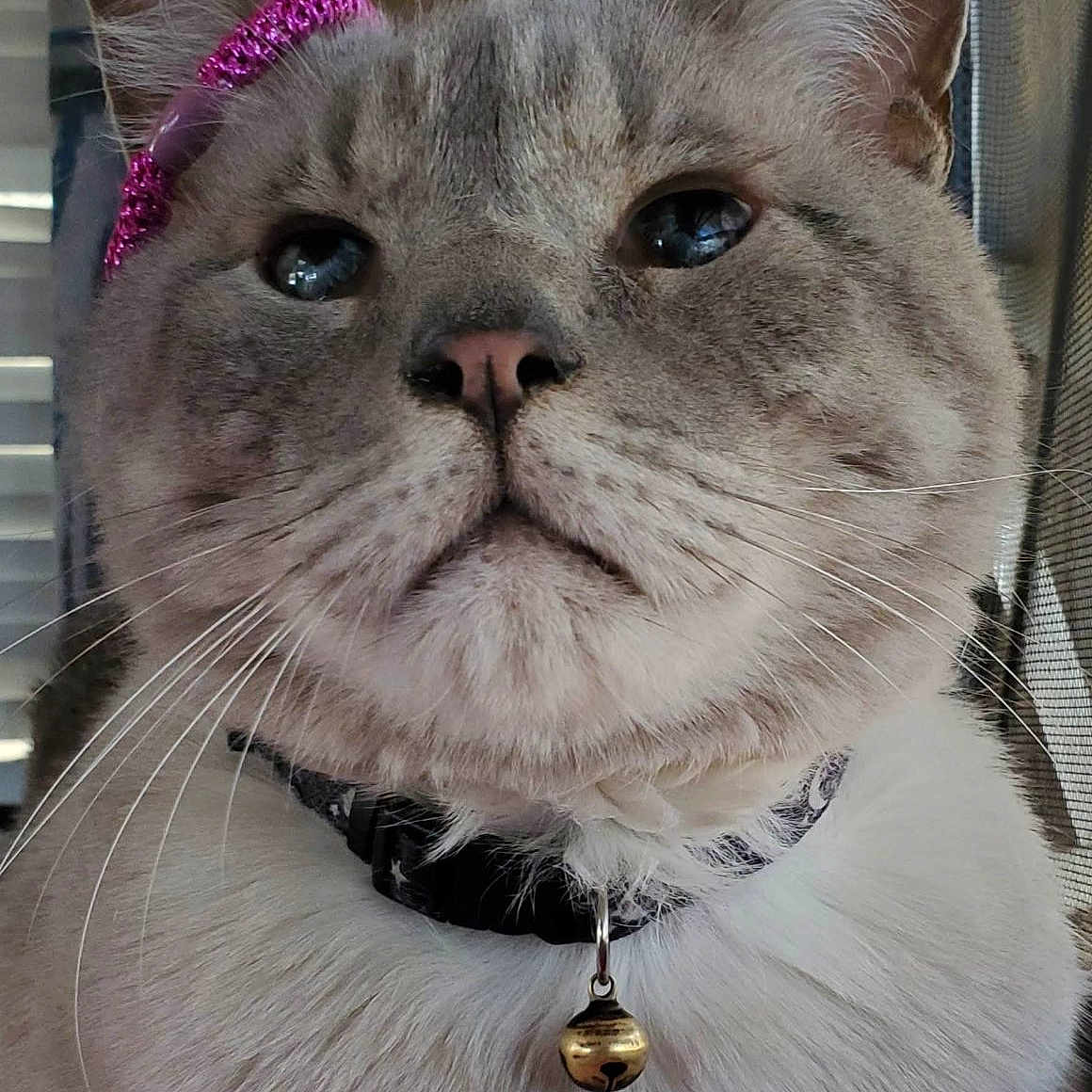 Jasper is registered to the contest to win money with this photo: animal, bell, cat, close_up, collar, cute, domestic_cat, ears, expression, eyes, face, feline, fur, indoor, looking_up, nose, pet, pink_accessory, portrait, whiskers