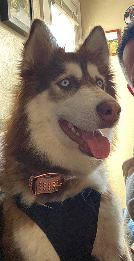 Canela is registered to the contest to win money with this photo: canidae, canis, carnivore, collar, companion_dog, dog, dog_breed, dog_collar, fur, happy, herding_dog, jaw, sled_dog, snout, sporting_group, terrestrial_animal, whiskers, wolf, working_animal, working_dog